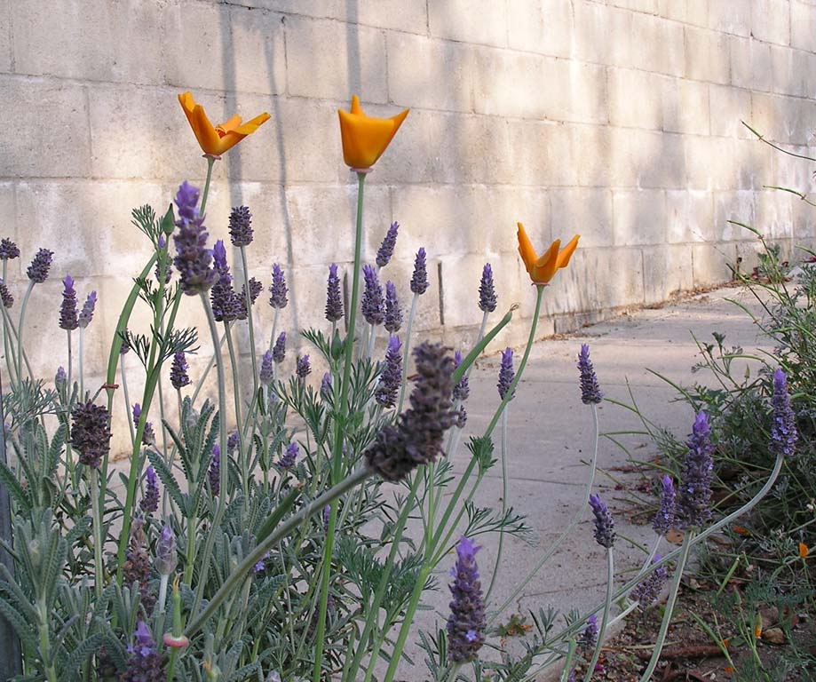 74.Poppies, lavender and shadows