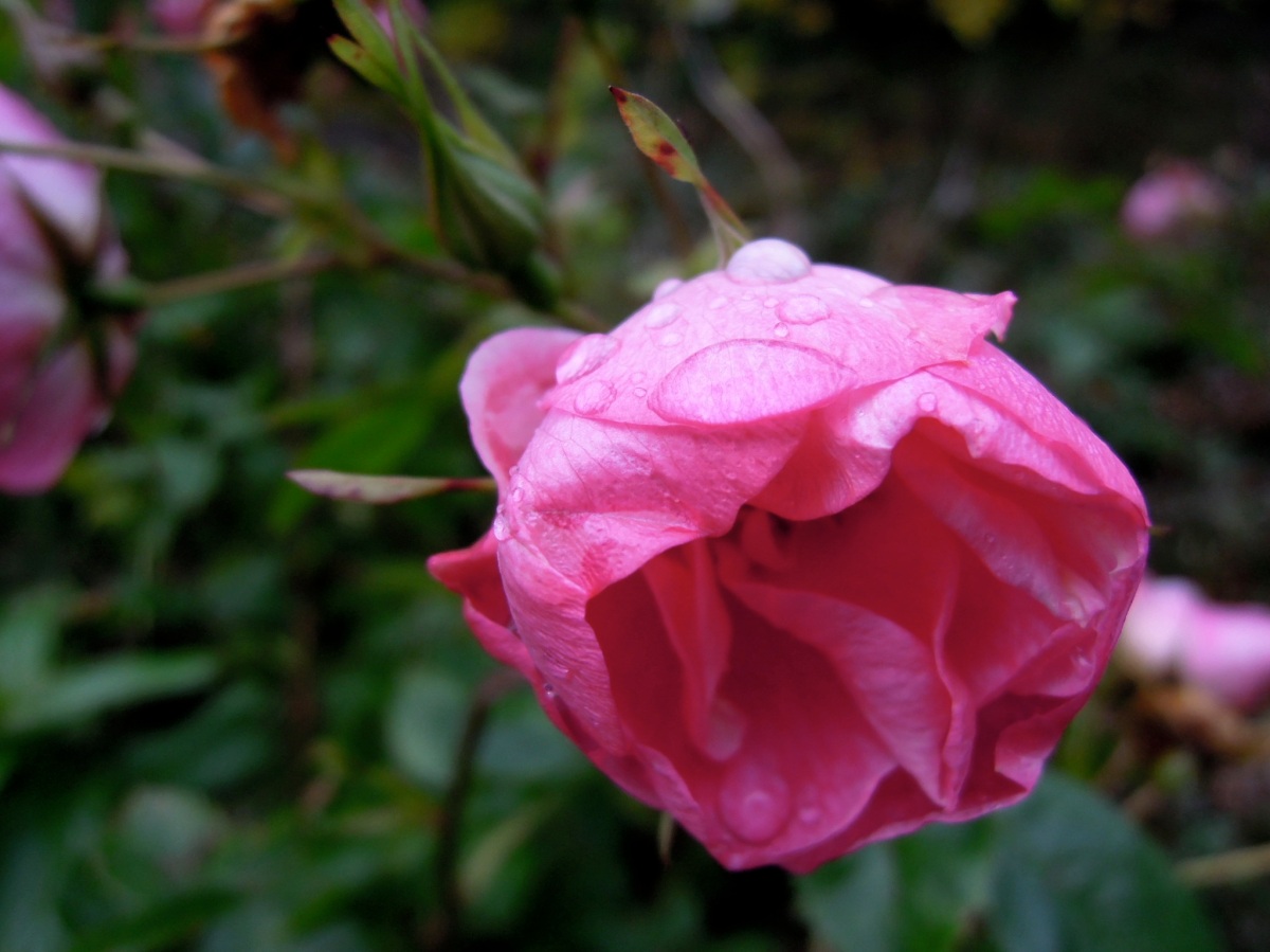 Rain-kissed pink rose