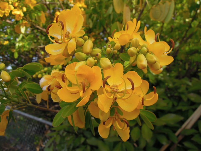 Bright golden flowers