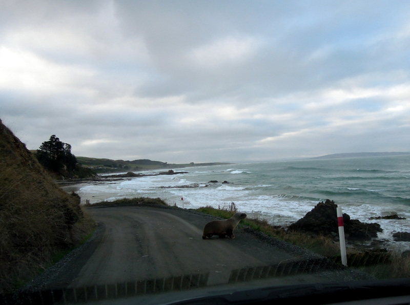 Sea lion on the road to Nugget Point, New Zealand