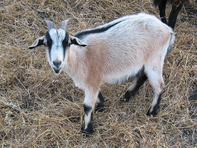 Short-haired black and tan goat looking at the camera