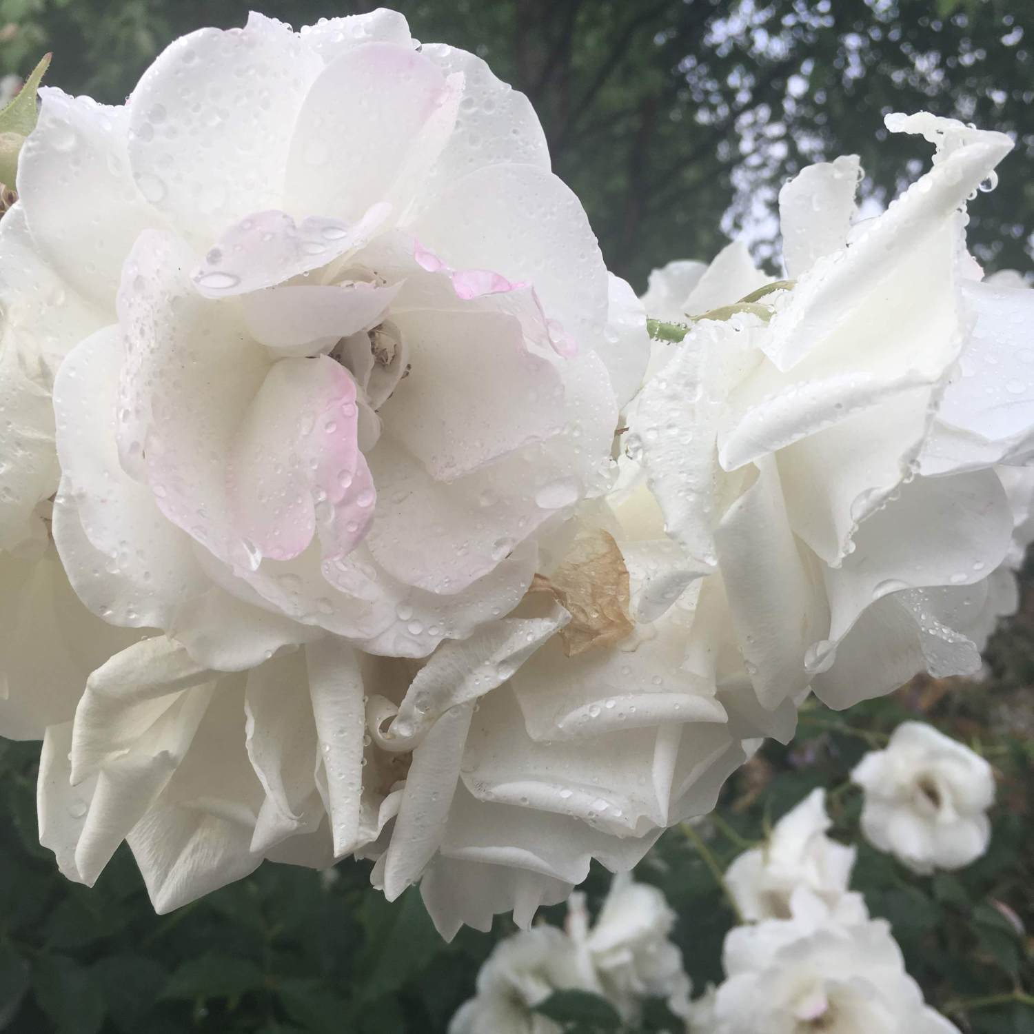 Dewy white roses