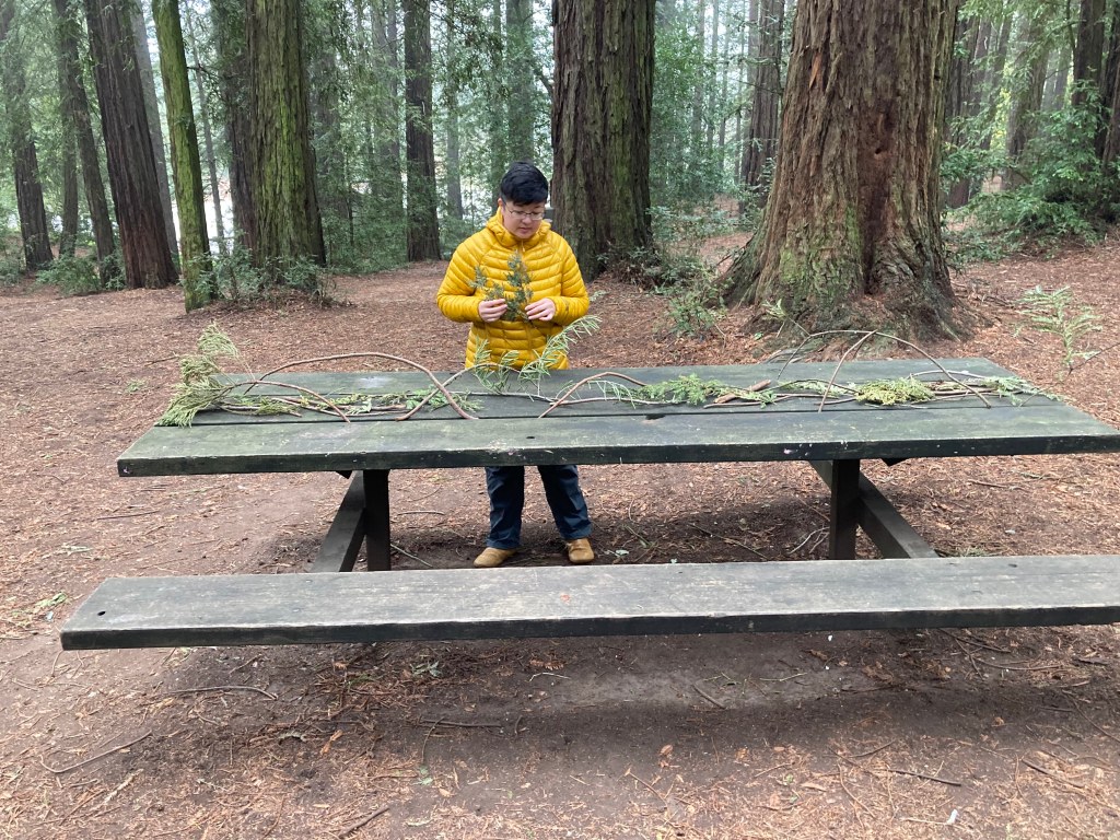 A short-haired Asian person arranges branches on a picnic table in a redwood forest